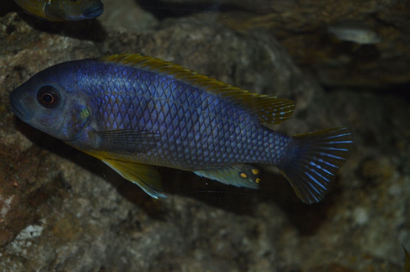 Petrotilapia sp. 'chitimba' Chitimba Bay